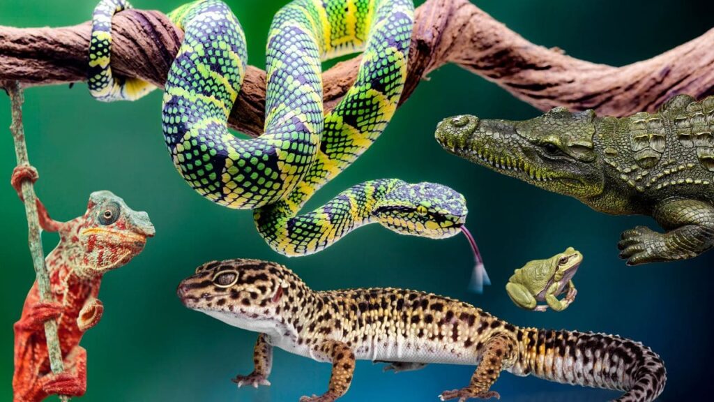 Reptiles exóticos