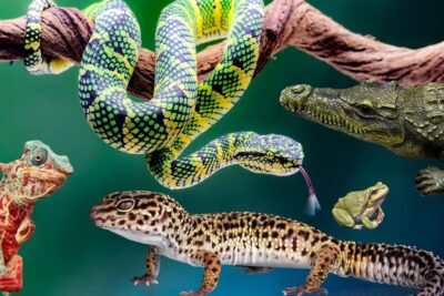 Reptiles exóticos