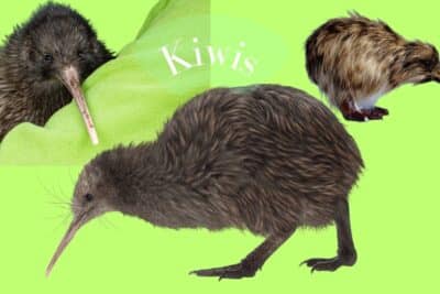 kiwis