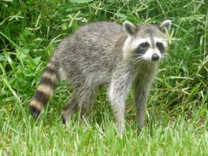 Mapache Match Mapache :Caracterísitcas, hábitat y.. - AnimalesExoticos